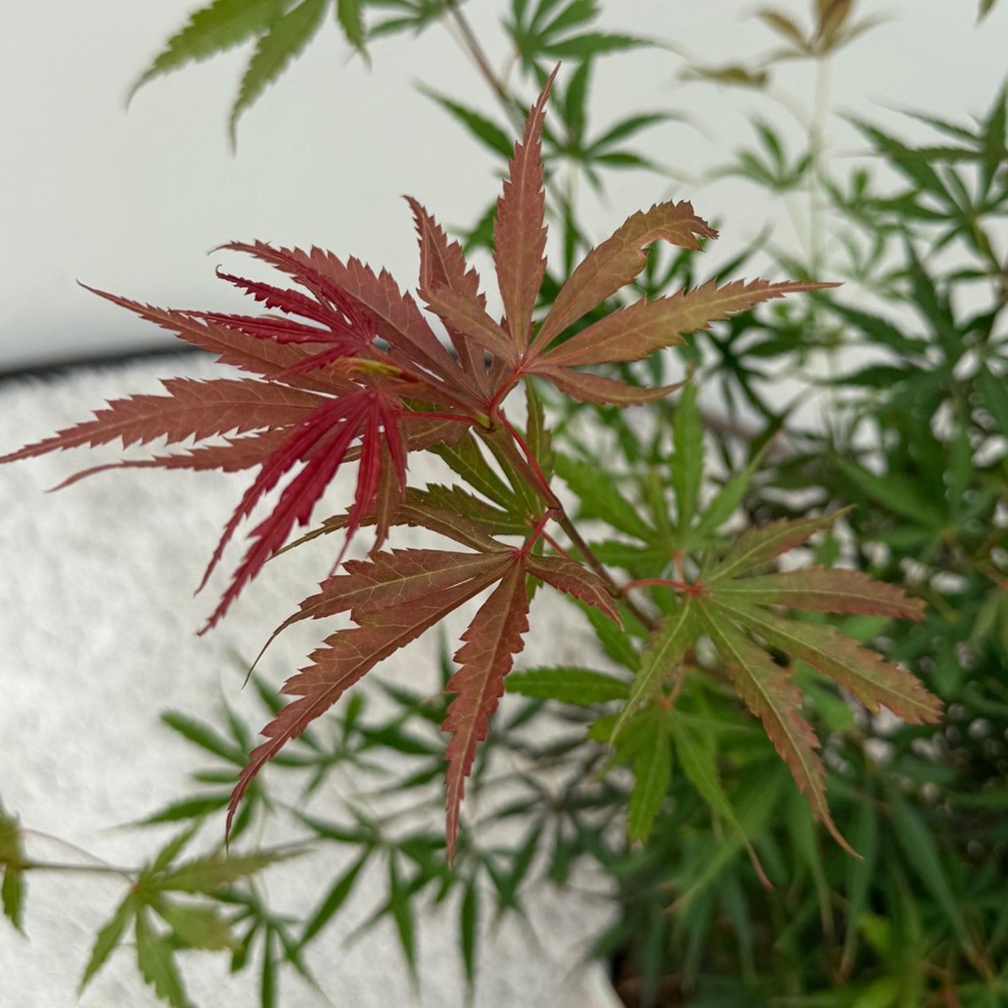 Green boutiQ - Terrasplant - Japanse Esdoorn - Acer palmatum Jerre Swarts - Donker Rood - 1 Plant - Bladverliezend - Pot 19cm Hoogte 70cm