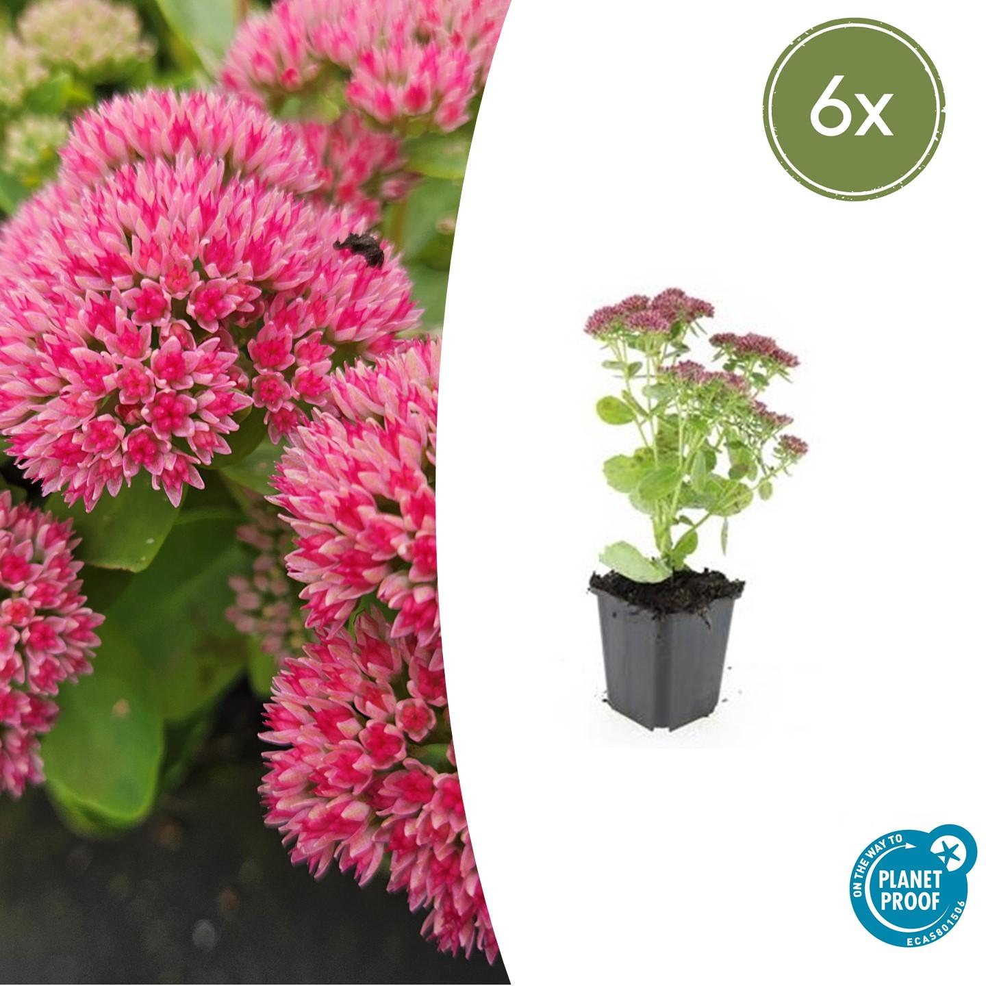 6x Sedum 'Herbstfreude' - ↕10-25cm - Ø9cm (kopie)