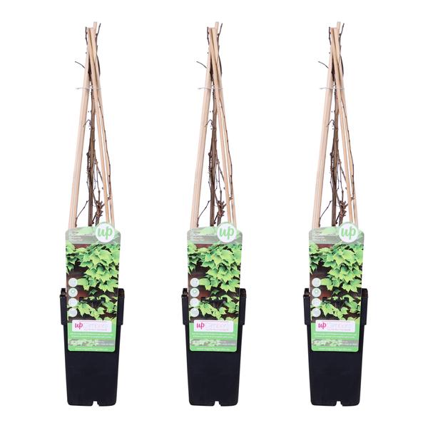 3x - Parthenocissus tricuspidata 'Veitch Boskoop' - ↨65cm - Ø15