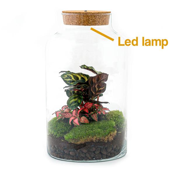 DIY terrarium - Milky Calathea with Light - ↕ 31 cm - Rake + Shovel + Tweezer + Scissors