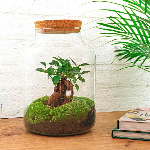 DIY terrarium - Milky met bonsai - ↕ 30 cm - Rake + Shovel