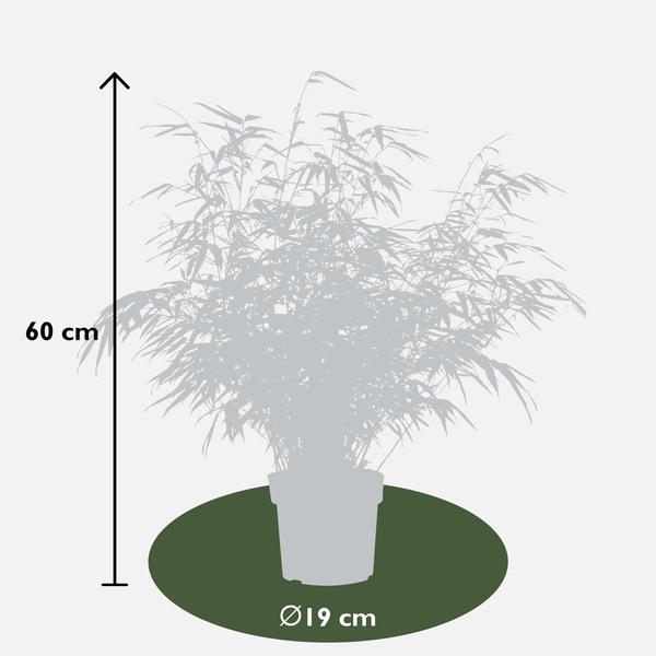 2x Fargesia rufa - ↨60cm - Ø19