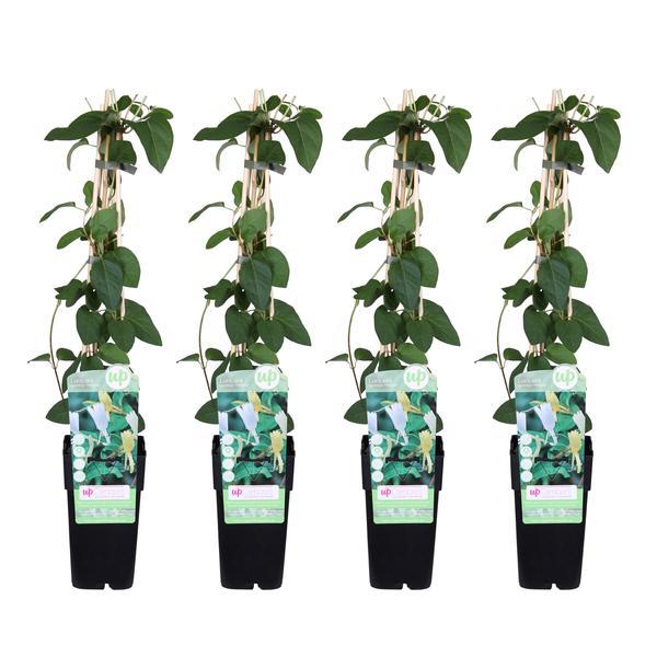 4x - Lonicera japonica 'Halliana' - ↨65cm - Ø15