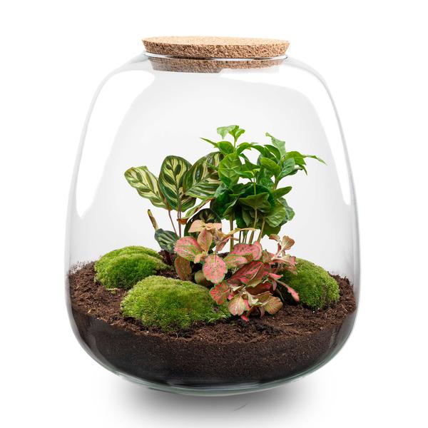 Plantenterrarium - Emma - DIY-pakket - ↑ 25 cm - Ø 23 cm - Coffea Rood + LED