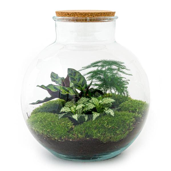 DIY terrarium - Bolder Bob - ↕ 30 cm - Rake + Shovel + Tweezer