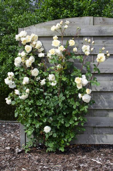 Rosa Crazy in love 'Vanilla' - Creme Roos - Ø15cm - ↕65cm