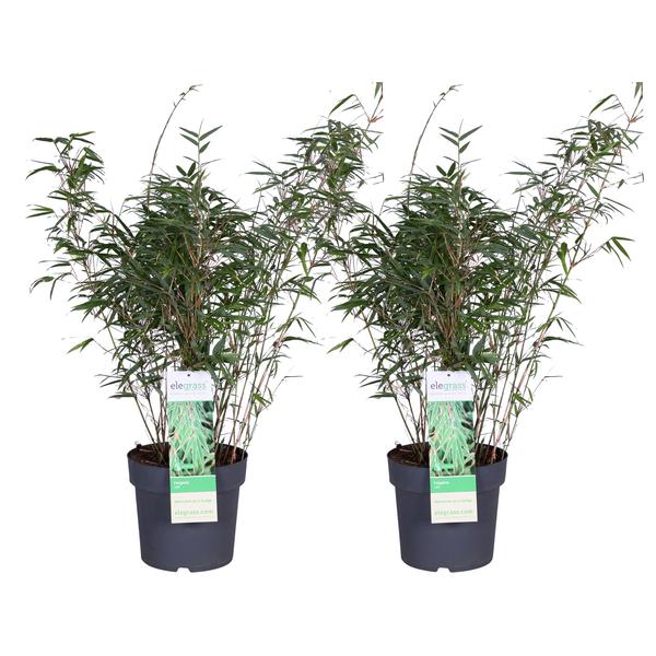 2x Fargesia rufa - ↨80cm - Ø23