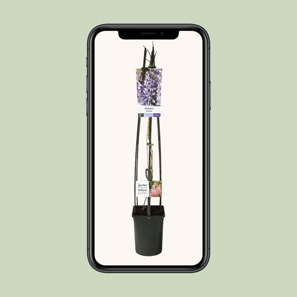 Wisteria Sinensis +light Label - Ø23cm - ↕115cm