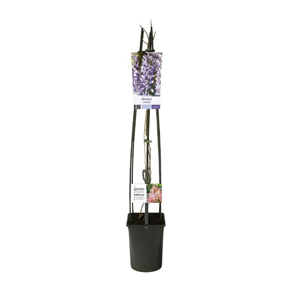 Wisteria Sinensis +light Label - Ø23cm - ↕115cm