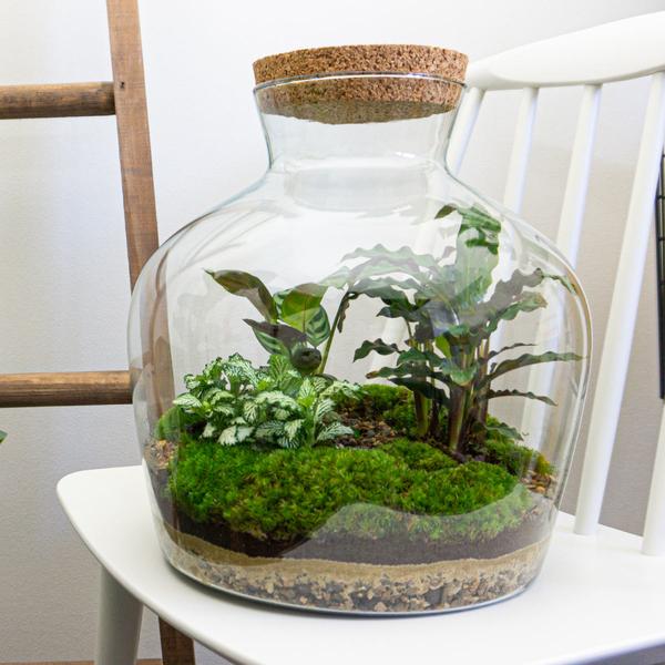 DIY terrarium - Fat Joe - ↕ 30 cm - Rake + Shovel