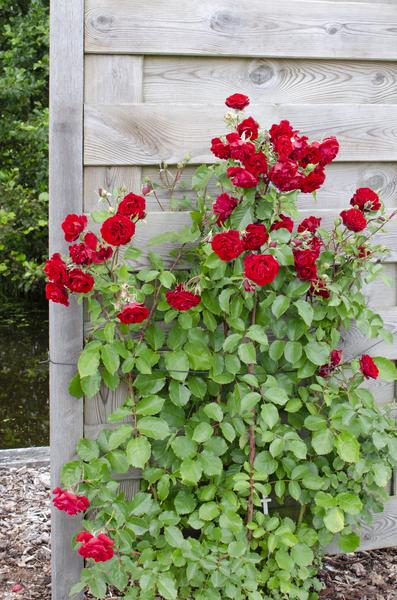 3x - Rosa Crazy in love 'Red' - ↨65cm - Ø15