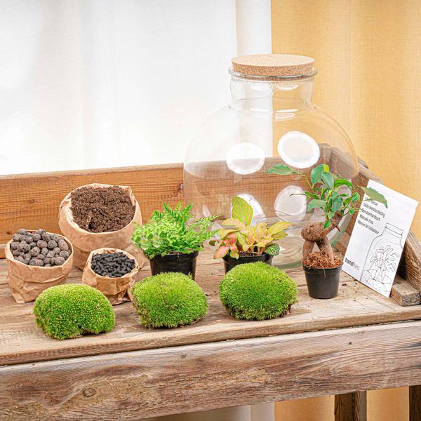 DIY terrarium - Bolder Bob Bonsai - ↕ 30 cm - Rake + Shovel