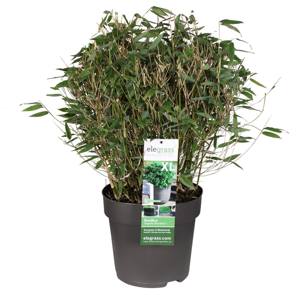 Fargesia 'Moontears'® Boobux - Compact groeiend, niet woekerende bamboe - Ø29cm - ↕70cm