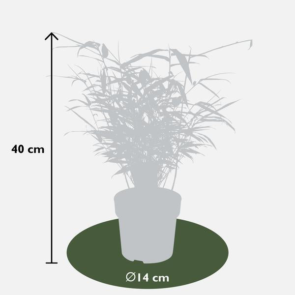 12x - Fargesia rufa - 40cm - Ø14
