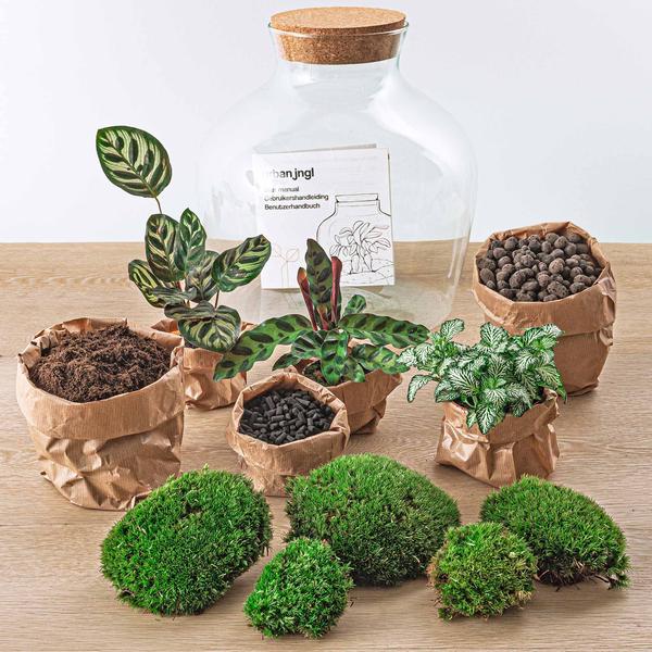 DIY terrarium - Fat Joe - ↕ 30 cm - Rake + Shovel