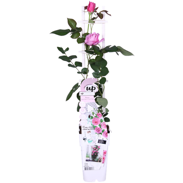 Rosa Crazy in love 'Pink' - Roze Roos - Ø15cm - ↕65cm