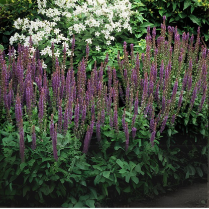 Salvia – 6 Pluggen | Kweek & Geniet van Prachtige Salvia