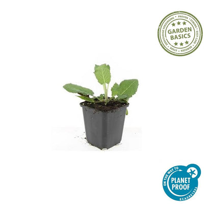 6x Salvia nem. 'Mainacht' - ↕10-25cm - Ø9cm