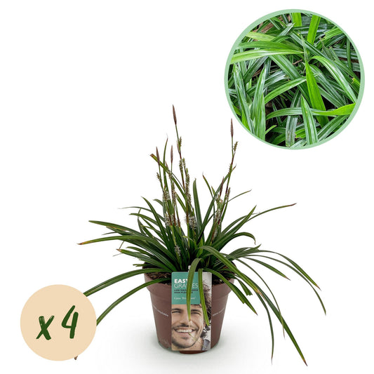 Green boutiQ - Siergrassen -  Carex morrowii Irish Green - Groen & Geel - 4 Planten - Bladhoudend - Weinig Onderhoud - Pot 17cm Hoogte 50cm