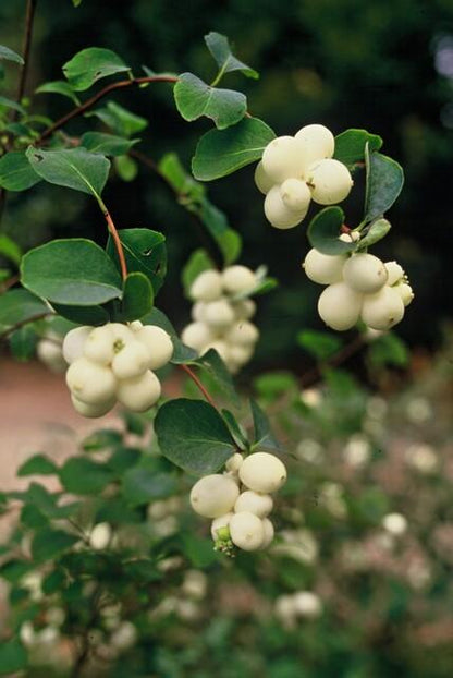 6x Symphoricarpos ch. 'Hancock' - ↕10-25cm - Ø9cm