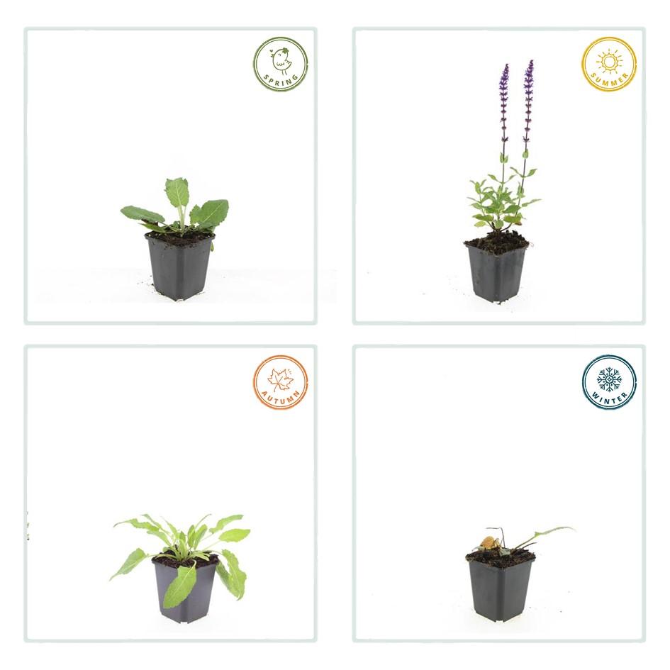 6x Salvia nem. 'Mainacht' - ↕10-25cm - Ø9cm