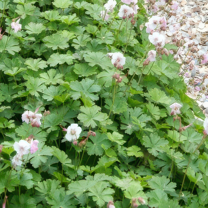 Geranium – 6 Pluggen | Kweek & Geniet van een Kleurrijke Tuin