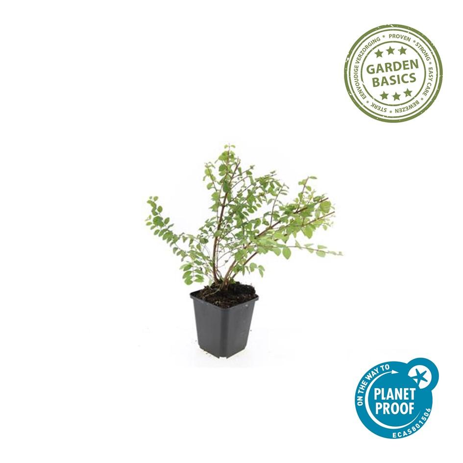 6x Symphoricarpos ch. 'Hancock' - ↕10-25cm - Ø9cm