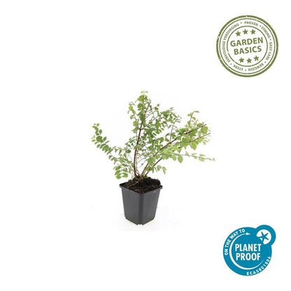 6x Symphoricarpos ch. 'Hancock' - ↕10-25cm - Ø9cm