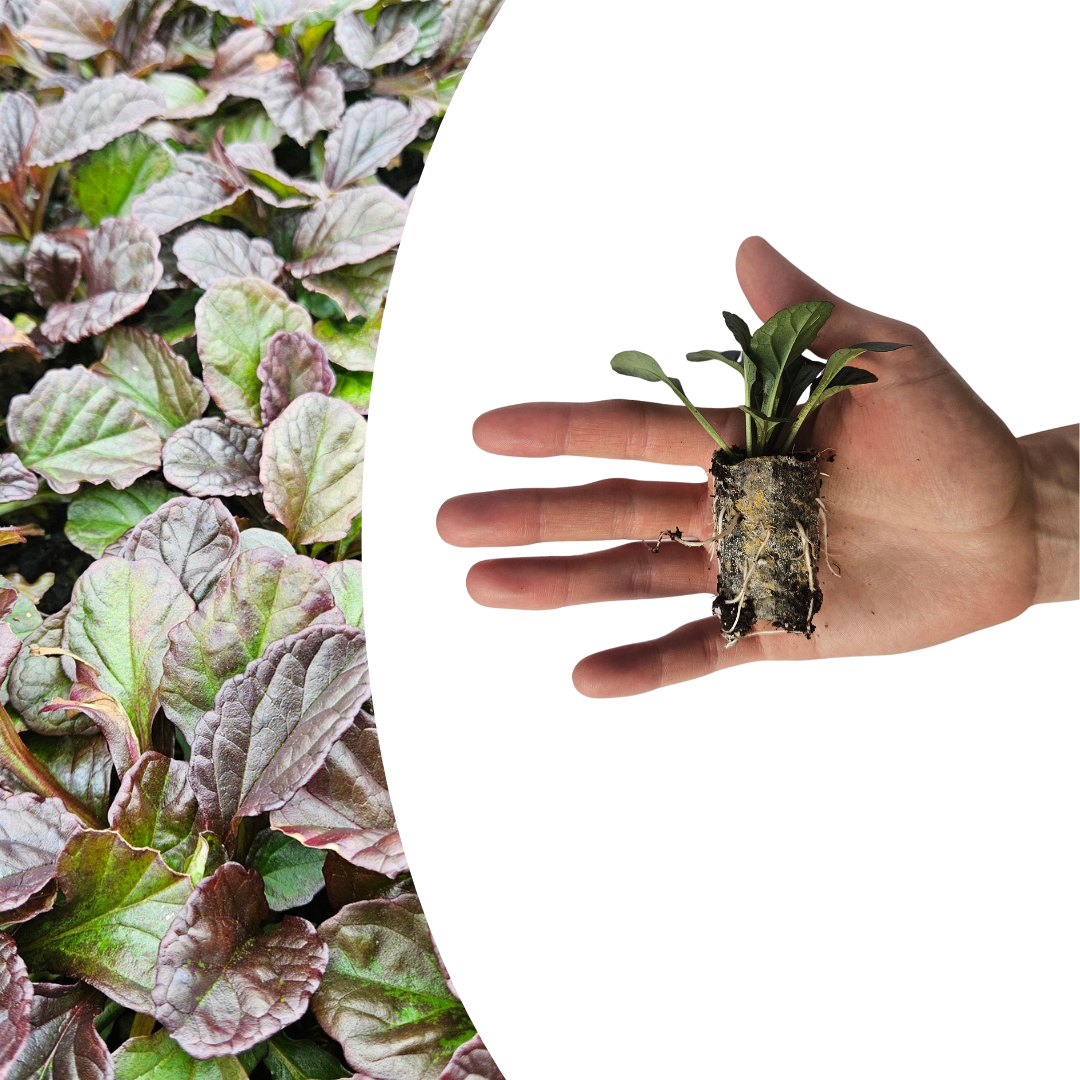 Ajuga Reptans – 6 Pluggen | Zelf Kweken & Genieten van een Prachtige Bodembedekker!