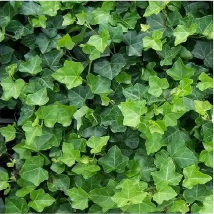 Hedera – 6 Pluggen | Groeien & Geniet van Groene Bedekking
