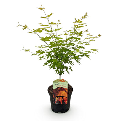 Green boutiQ - Terrasplant - Japanse Esdoorn - Acer palmatum Orange Dream - Oranje - 1 Plant - Bladverliezend - Pot 19cm Hoogte 70cm