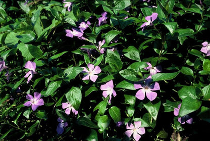 6x Vinca major - ↕10-25cm - Ø9cm