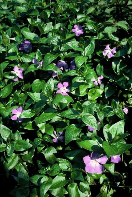 6x Vinca major - ↕10-25cm - Ø9cm