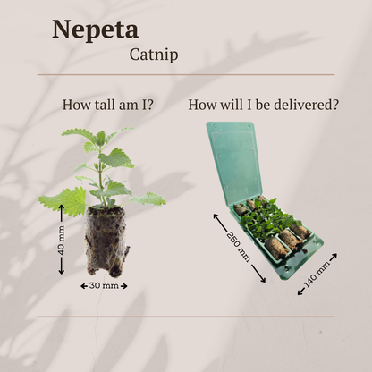 Nepeta – 6 Pluggen | Zelf Kweken & Genieten van een Aromatische Tuin!