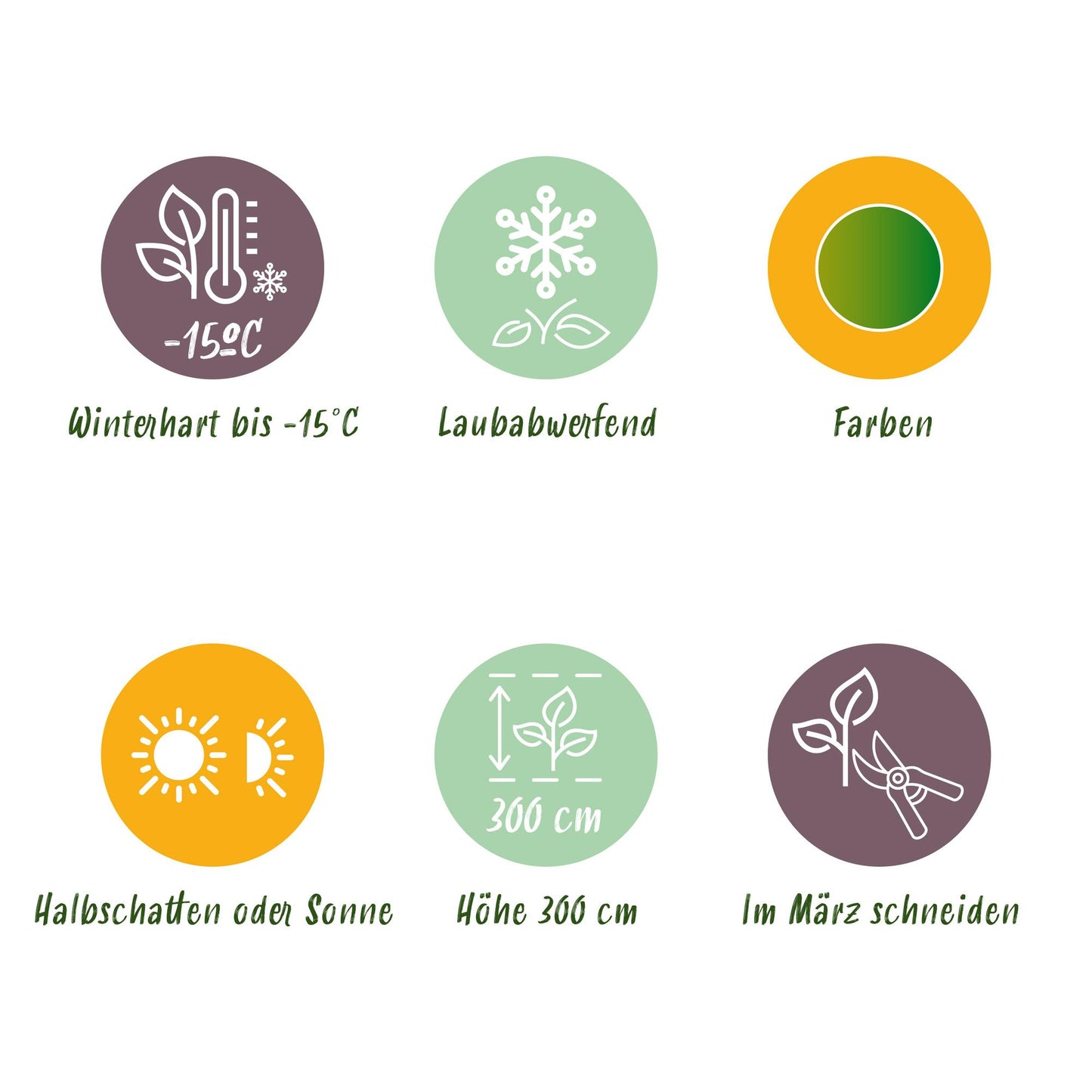 Green boutiQ - Terrasplant - Japanse Esdoorn - Acer palmatum Emerald Lace - Groen - 1 Plant - Bladverliezend - Pot 19cm Hoogte 70cm