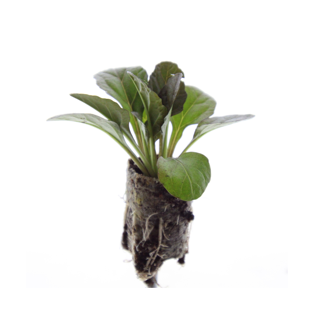 Ajuga Reptans – 6 Pluggen | Zelf Kweken & Genieten van een Prachtige Bodembedekker!