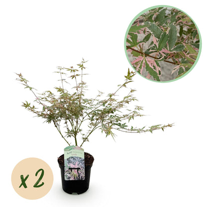 Green boutiQ - Terrasplant - Japanse Esdoorn - Acer palmatum Iyoshi - Roze - 2 Planten - Bladverliezend - Pot 19cm Hoogte 70cm