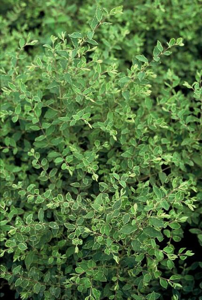 6x Symphoricarpos ch. 'Hancock' - ↕10-25cm - Ø9cm