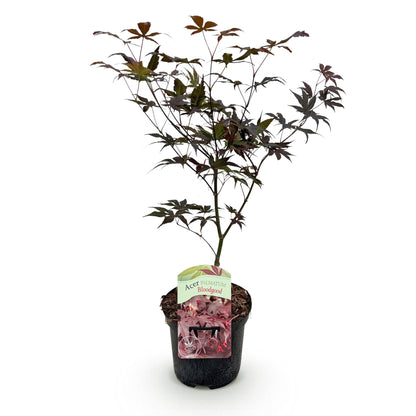 Green boutiQ - Terrasplant - Japanse Esdoorn - Acer palmatum Bloodgood - Rood - 1 Plant - Bladverliezend - Pot 19cm Hoogte 70cm