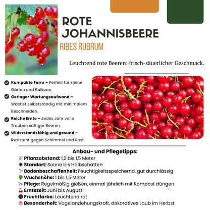 6 x Biologische Kruisbessenplanten - Ø 13 cm - ↨ 20 cm