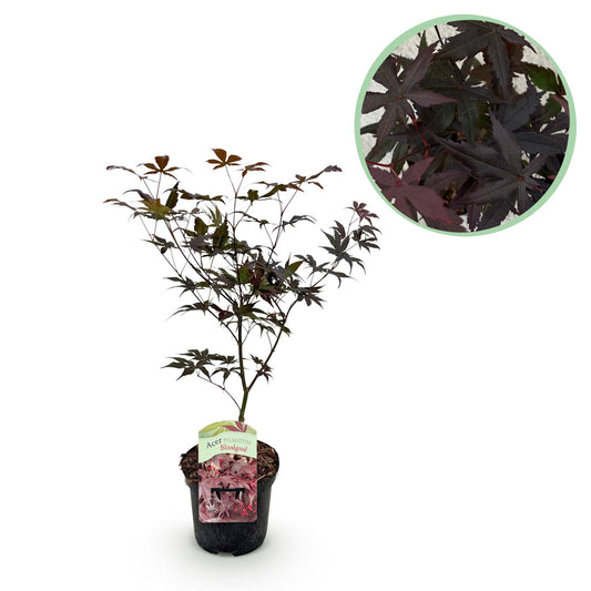Green boutiQ - Terrasplant - Japanse Esdoorn - Acer palmatum Bloodgood - Rood - 1 Plant - Bladverliezend - Pot 19cm Hoogte 70cm