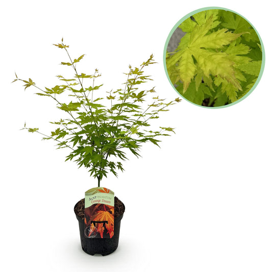 Green boutiQ - Terrasplant - Japanse Esdoorn - Acer palmatum Orange Dream - Oranje - 1 Plant - Bladverliezend - Pot 19cm Hoogte 70cm