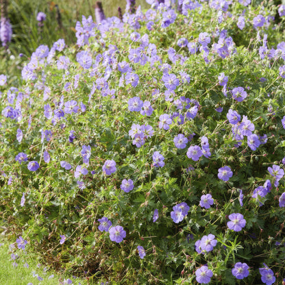 6x Geranium Rozanne - ↕10-25cm - Ø9cm