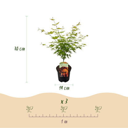 Green boutiQ - Terrasplant - Japanse Esdoorn - Acer palmatum Orange Dream - Oranje - 1 Plant - Bladverliezend - Pot 19cm Hoogte 70cm