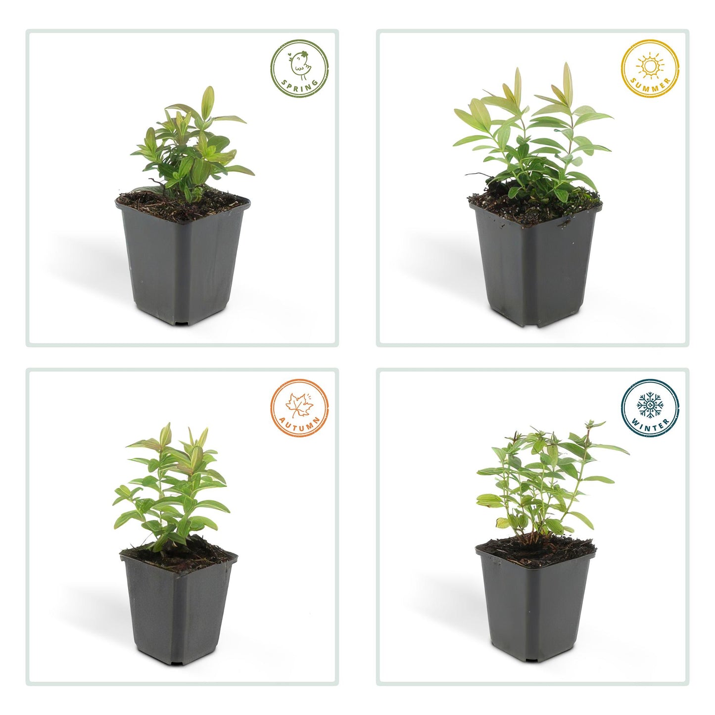 6x Hypericum calycinum - ↕10-25cm - Ø9cm