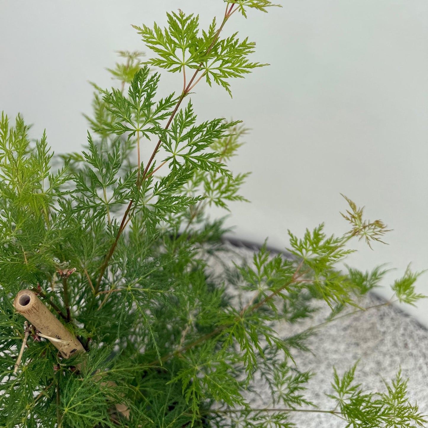 Green boutiQ - Terrasplant - Japanse Esdoorn - Acer palmatum Emerald Lace - Groen - 1 Plant - Bladverliezend - Pot 19cm Hoogte 70cm