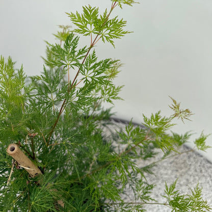 Green boutiQ - Terrasplant - Japanse Esdoorn - Acer palmatum Emerald Lace - Groen - 1 Plant - Bladverliezend - Pot 19cm Hoogte 70cm