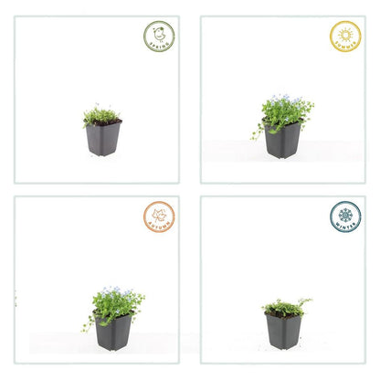 6x Isotoma fluviatilis 'Alba'- ↕10-25cm - Ø9cm