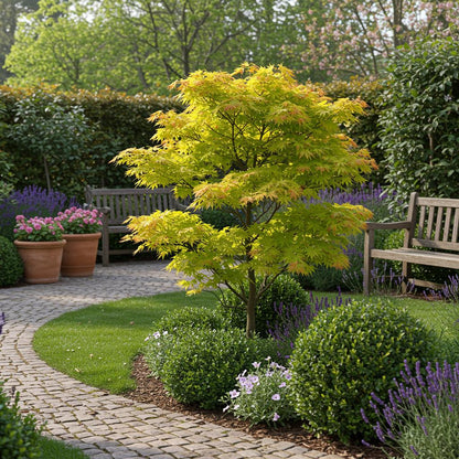 Green boutiQ - Terrasplant - Japanse Esdoorn - Acer palmatum Jordan - Geel - 1 Plant - Bladverliezend - Pot 19cm Hoogte 70cm