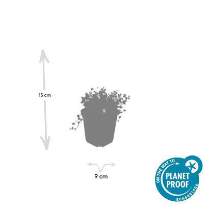 6x Isotoma fluviatilis 'Alba'- ↕10-25cm - Ø9cm